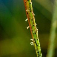 Oryza rufipogon Griff.